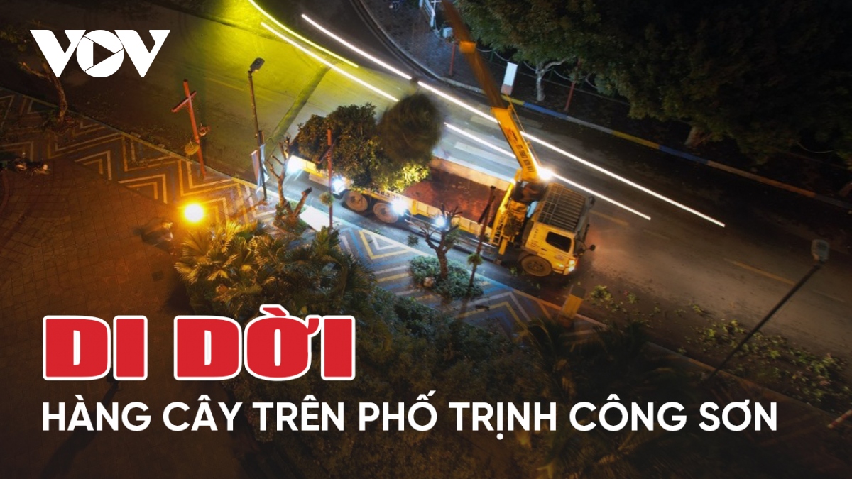 Di dời hàng cây nhãn trên phố đi bộ Trịnh Công Sơn